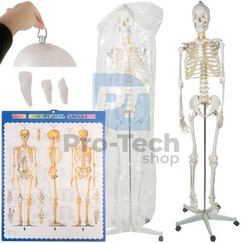Emberi csontváz - 170cm Malatec 22583 75893